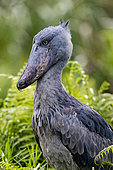 Shoebill (Balaeniceps rex), hunting for dipneuste (protoptera = pulmonary bony fish that bury themselves in the mud when water runs out, Mabamba swamp, Uganda