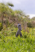 Bec-en-sabot du Nil (Balaeniceps rex), en chasse au dipneuste (protoptères = poissons osseux pulmonés qui s'enterrent dans la boue quand l'eau vient à manquer, Marais de Mabamba, Ouganda