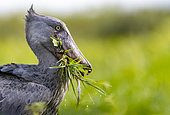 Bec-en-sabot du Nil (Balaeniceps rex), capturant un dipneuste (protoptères = poissons osseux pulmonés qui s'enterrent dans la boue quand l'eau vient à manquer, Marais de Mabamba, Ouganda