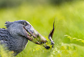 Shoebill (Balaeniceps rex), catching a dipneuste (protoptera = pulmonary bony fish that bury themselves in the mud when water runs out, Mabamba swamp, Uganda