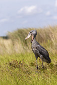 Shoebill (Balaeniceps rex), hunting for dipneuste (protoptera = pulmonary bony fish that bury themselves in the mud when water runs out, Mabamba swamp, Uganda