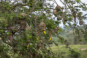 Village Weaver (Ploceus cucullatus), build a nest, Lake Mburo national park, Uganda