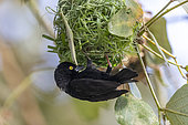 Tisserin noir (Ploceus nigerrimus), construit un nid, chante pour attirer une femelle, Marais de Mabamba, Ouganda