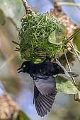 Tisserin noir (Ploceus nigerrimus), construisant un nid, chantant pour attirer une femelle, Marais de Mabamba, Ouganda