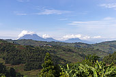 Part of the Virunga mountains seen from Uganda with from left to right Muhavura, Gahinga, Karisimbi mountain, Sabyinyo and Mikeno mountain, in the foreground of terraced crops who replaced the primary forest, Uganda, Hills of Central Africa, Virunga Volcanoes in the background, Uganda