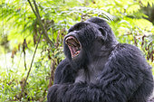 Mountain gorilla (Gorilla beringei beringei), male with silverback, dominant male yawning, Mark, Mgahinga, Uganda