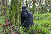 Mountain gorilla (Gorilla beringei beringei), male with silverback, dominant male, Mark, Mgahinga, Uganda