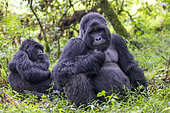 Mountain gorilla (Gorilla beringei beringei), young grooming the dominant male, Mgahinga, Uganda