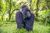 Mountain gorilla (Gorilla beringei beringei), male with silverback, dominant male, Mark, Mgahinga, Uganda