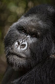 Mountain gorilla (Gorilla beringei beringei), male with silverback, dominant male, Mark, Mgahinga, Uganda