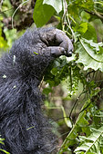 Mountain gorilla (Gorilla beringei beringei), male with silverback, dominant male, Mark, feeding on climbing vines, Mgahinga, Uganda