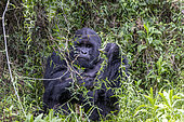 Mountain gorilla (Gorilla beringei beringei), male with silverback, dominant male, Mark, feeding on climbing vines, Mgahinga, Uganda