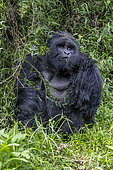 Mountain gorilla (Gorilla beringei beringei), male with silverback, dominant male, Mark, feeding on climbing vines, Mgahinga, Uganda