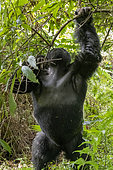 Mountain gorilla (Gorilla beringei beringei), male with silverback, dominant male, Mark, feeding on climbing vines, Mgahinga, Uganda