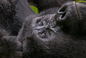 Mountain gorilla (Gorilla beringei beringei), One adult resting, members of the Mishaya group, The rainforest of the Bwindi Impenetrable National Park, Tropical Rainforest, Kanungu District, Central African Hills, Uganda