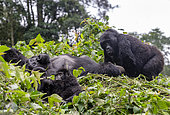 Afrique, Ouganda, Collines d'Afrique centrale, La forêt ombrophile du parc national impénétrable de Bwindi, Forêt tropicale humide, Gorille de montagne (Gorilla beringei beringei), famille, membres du groupe Mishaya // Africa, Uganda, Central African Hills, Kanungu District, The rainforest of the Bwindi Impenetrable National Park, Tropical Rainforest, Mountain gorilla (Gorilla beringei beringei), family, members of the Mishaya group