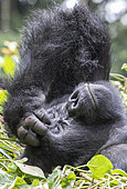 Mountain gorilla (Gorilla beringei beringei), One adult female resting, members of the Mishaya group, The rainforest of the Bwindi Impenetrable National Park, Tropical Rainforest, Kanungu District, Central African Hills, Uganda
