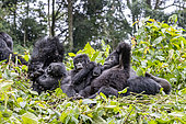 Mountain gorilla (Gorilla beringei beringei), Dominant male with two youngs, members of the Mishaya group, The rainforest of the Bwindi Impenetrable National Park, Tropical Rainforest, Kanungu District, Central African Hills, Uganda