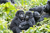 Mountain gorilla (Gorilla beringei beringei), Two youngs playing, members of the Mishaya group, The rainforest of the Bwindi Impenetrable National Park, Tropical Rainforest, Kanungu District, Central African Hills, Uganda