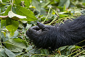 Mountain gorilla (Gorilla beringei beringei), hand detail, Dominant male Mishaya, members of the Mishaya group, The rainforest of the Bwindi Impenetrable National Park, Tropical Rainforest, Kanungu District, Central African Hills, Uganda