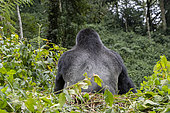 Mountain gorilla (Gorilla beringei beringei), Dominant male Mishaya, members of the Mishaya group, The rainforest of the Bwindi Impenetrable National Park, Tropical Rainforest, Kanungu District, Central African Hills, Uganda
