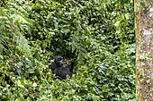 Mountain gorilla (Gorilla beringei beringei), Mother and baby, eating vegetal rod, members of the Mishaya group, The rainforest of the Bwindi Impenetrable National Park, Tropical Rainforest, Kanungu District, Central African Hills, Uganda
