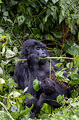 Mountain gorilla (Gorilla beringei beringei), Mother and baby, eating vegetal rod, members of the Mishaya group, The rainforest of the Bwindi Impenetrable National Park, Tropical Rainforest, Kanungu District, Central African Hills, Uganda