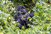 Mountain gorilla (Gorilla beringei beringei), Mother and baby, eating vegetal rod, members of the Mishaya group, The rainforest of the Bwindi Impenetrable National Park, Tropical Rainforest, Kanungu District, Central African Hills, Uganda