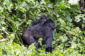 Mountain gorilla (Gorilla beringei beringei), Mother and baby, members of the Mishaya group, The rainforest of the Bwindi Impenetrable National Park, Tropical Rainforest, Kanungu District, Central African Hills, Uganda