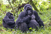 Mountain gorilla (Gorilla beringei beringei), young grooming the dominant male, Nyakagezi group, Mgahinga, Uganda