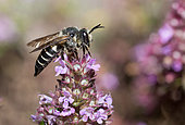 Leaf-cutting cuckoo bee (Coelioxys conoidea) on thyme, Vosges du Nord Regional Nature Park, France