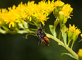 Sweat Bee (Sphecodes gibbus) on Canada Goldenrod (Solidago canadensis), Vosges du Nord Regional Nature Park, France