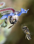 Ashy Furrow Bee (Lasioglossum sexnotatum) male on Common borage (Borago officinalis) and Leaf-cutting bee (Megachile pilidens) in flight, Vosges du Nord Regional Nature Park, France