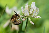 Solitary bee (Andrena decipiens) female on clover (Trifolium repens), Pays de Loire, France