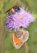 Large Scabious Mining Bee (Andrena hattorfiana) and Small Heath (Coenonympha pamphilus) on Field Scabiosa (Knautia arvensis), Vosges du Nord Regional Nature Park, France