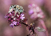 Green-eyed Flower Bee (Anthophora bimaculata) female on thyme flower, Vosges du Nord Regional Nature Park, France