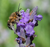 Anthophora (Anthophora pubescens) male on lavender (Lavandula angustifolia), Pays de Loire, France