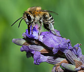 Anthophora (Anthophora pubescens) male on lavender (Lavandula angustifolia), Pays de Loire, France