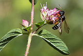 Digger wasp (Cerceris interrupta) gathering an oregano flower, Vosges du Nord Regional Nature Park, France