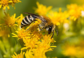 Davies's colletes (Colletes daviesanus) female collecting pollen on goldenrod flowers (Solidago canadensis), Vosges du Nord Regional Nature Park, France
