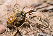 Southern wood ant (Formica rufa) towing a honey bee (Apis mellifera), Vosges du Nord Regional Nature Park, France