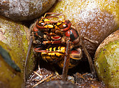 European Hornet (Vespa crabro) feeding the queen by a worker, Vosges du Nord Regional Nature Park, France