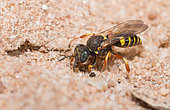 Digger wasp (Oxybelus argentatus) female digging a gallery, Vosges du Nord Regional Nature Park, France