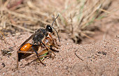 Golden digger wasp (Sphex funerarius) dragging a grasshopper towards its gallery, Vosges du Nord Regional Nature Park, France