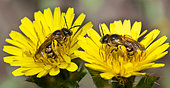 Great banded furrow-bee (Halictus scabiosae) female on hawk Beard (Crépis sp) flowers, Vosges du Nord Regional Nature Park, France