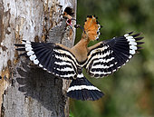 Hoopoe (Upupa epops), Flying male feeding a young at the entrance of the nest, Vosges du Nord Regional Nature Park, France