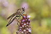 Brown Heath Robberfly (Tolmerus cingulatus) devouring a leafhopper, Vosges du Nord Regional Nature Park, France
