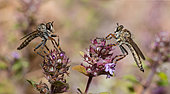 Brown Heath Robberfly (Tolmerus cingulatus) males on thyme flowers, Vosges du Nord Regional Nature Park, France