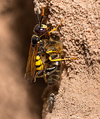European beewolf (Philanthus triangulum) female carrying a honey bee (Apis mellifera) to its gallery followed by a parasitic fly (Metopia sp), Vosges du Nord Regional Nature Park, France