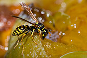 Paper wasp (Polistes biglumis) feeding on mirabelle plums Vosges du Nord Regional Nature Park, France